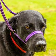 Gencon All in One with Clip to Collar